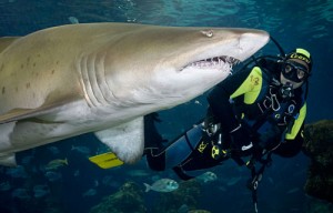 Meet the Sharks That Live in Scotland’s Waters