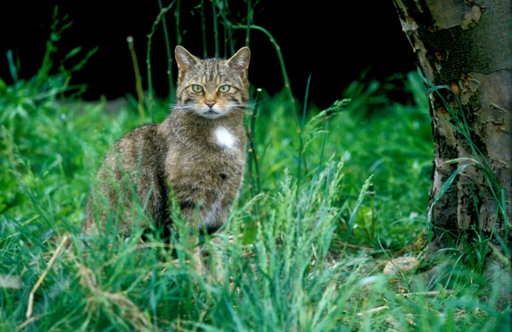 Scottish wildcat, Felis silvestris, single mammal