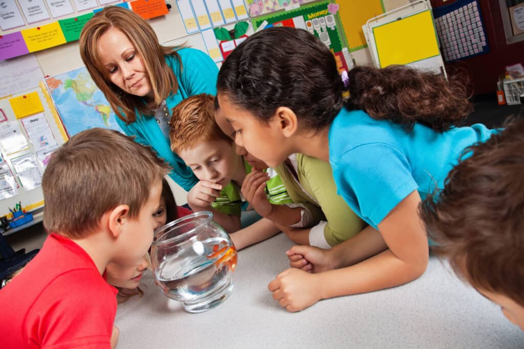 Keeping Fish in the Classroom: 4 Things Your Pupils Need to Know