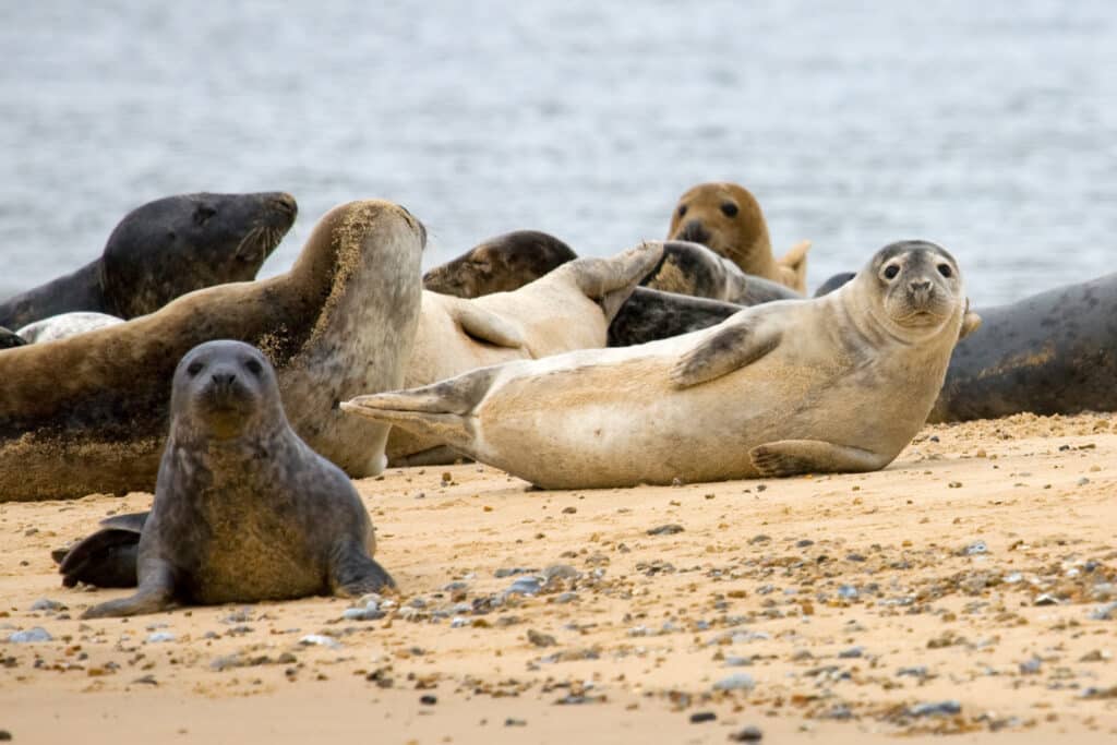 5 Facts You Didn't Know About Seals