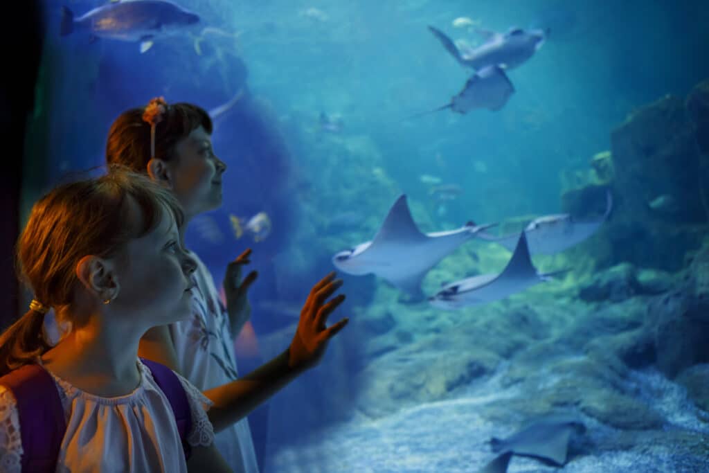 Aquarium Life: How We Keep Our Animals Safe & Healthy