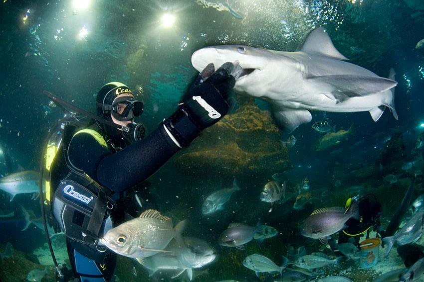 Deep Sea Divers With Sharks