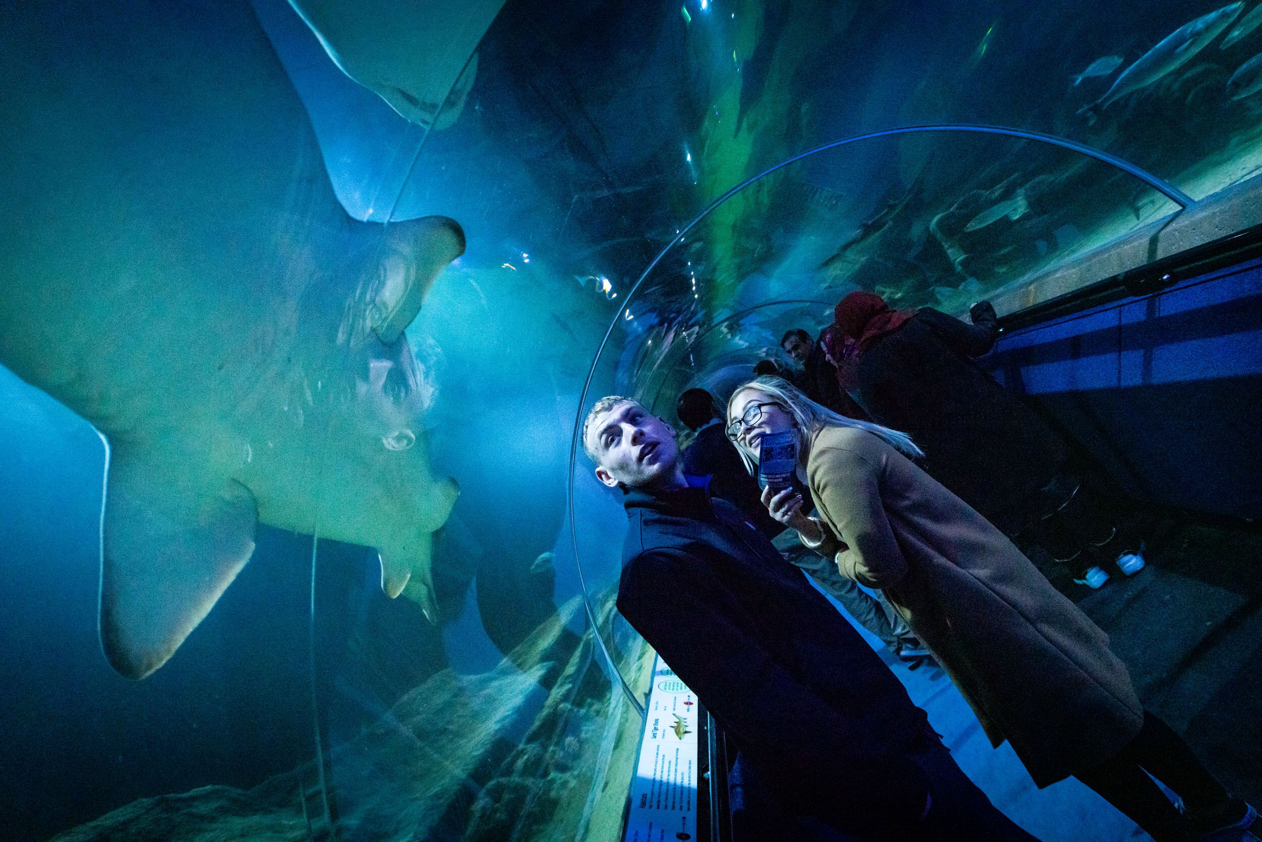 Underwater Tunnel Exhibits Discover Deep Sea World