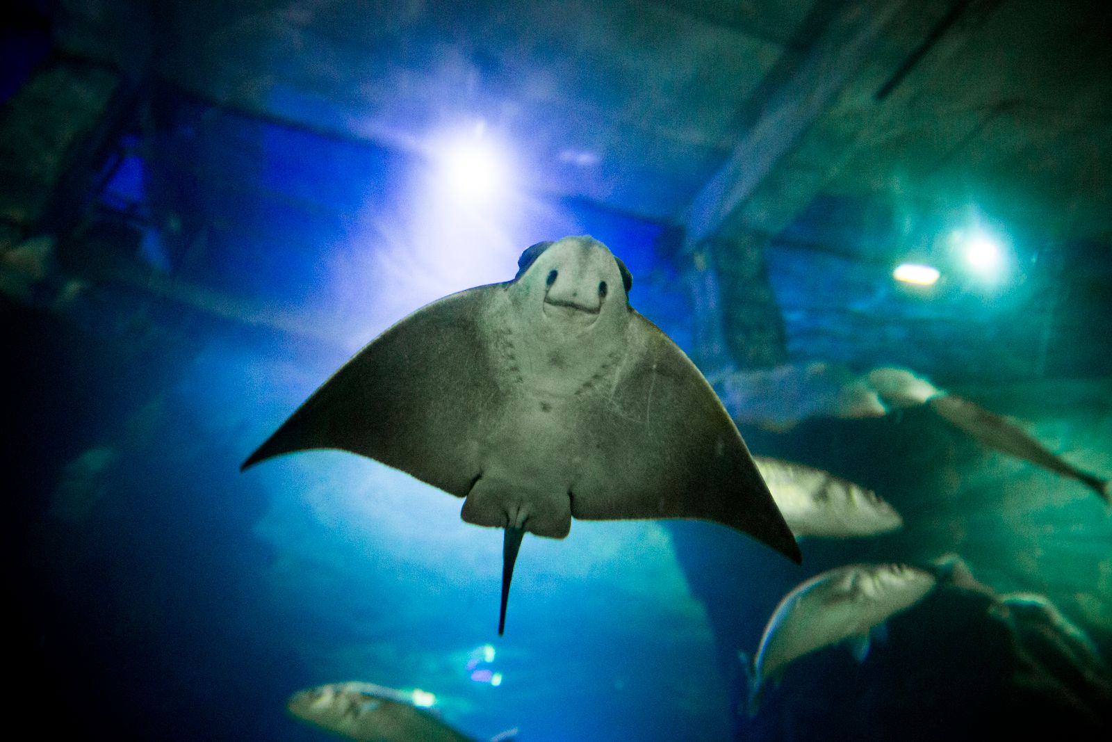 inner sea world guide fauna