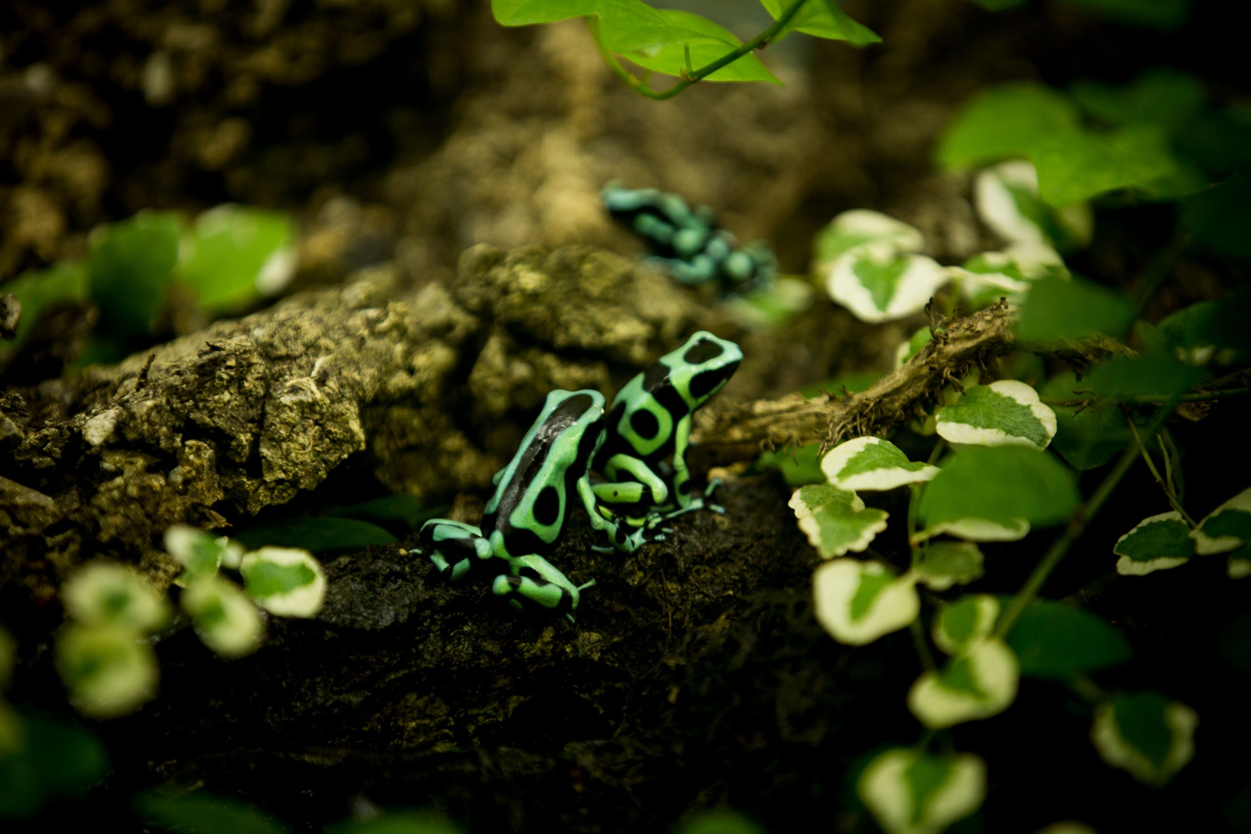 Green and Black Poison Dart Frog | Animals | Discover | Deep Sea World