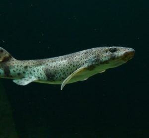 5 Shark Species That Live in Scotland’s Waters