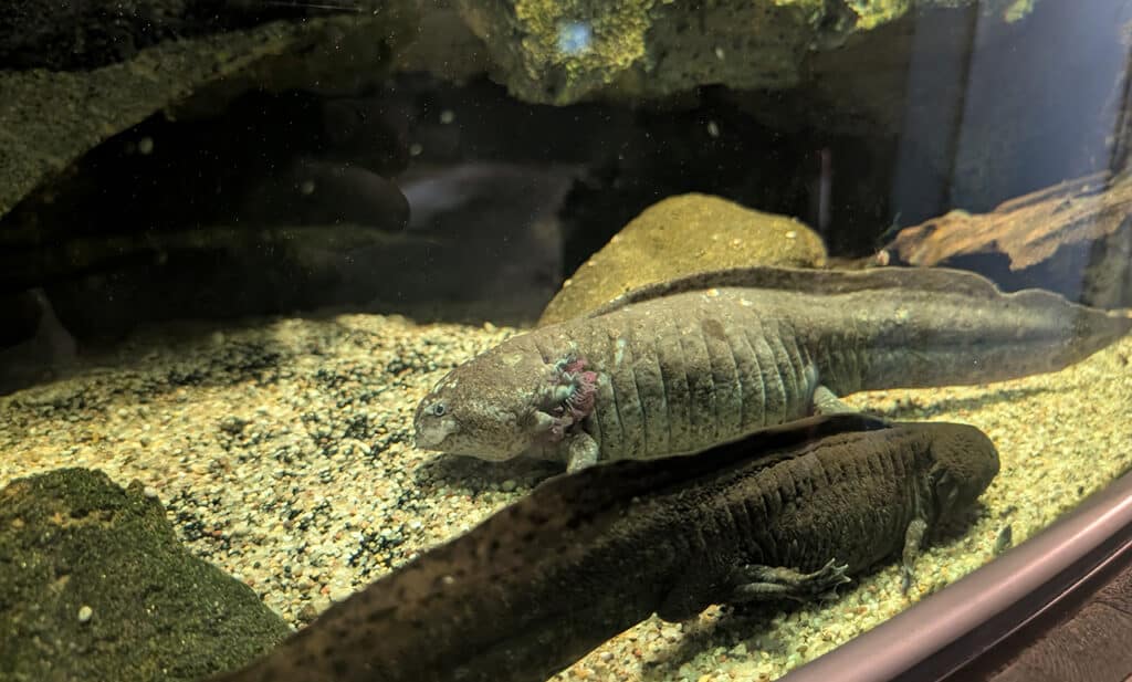 Axolotl