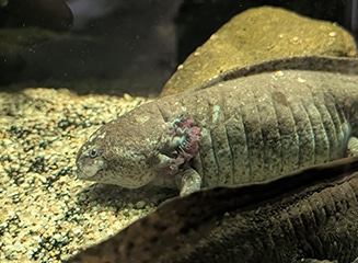 Axolotl sitting in the tank