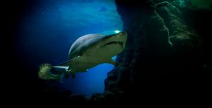 The Ultimate Shark Quiz: Test Your Knowledge of the Ocean’s Apex Predators