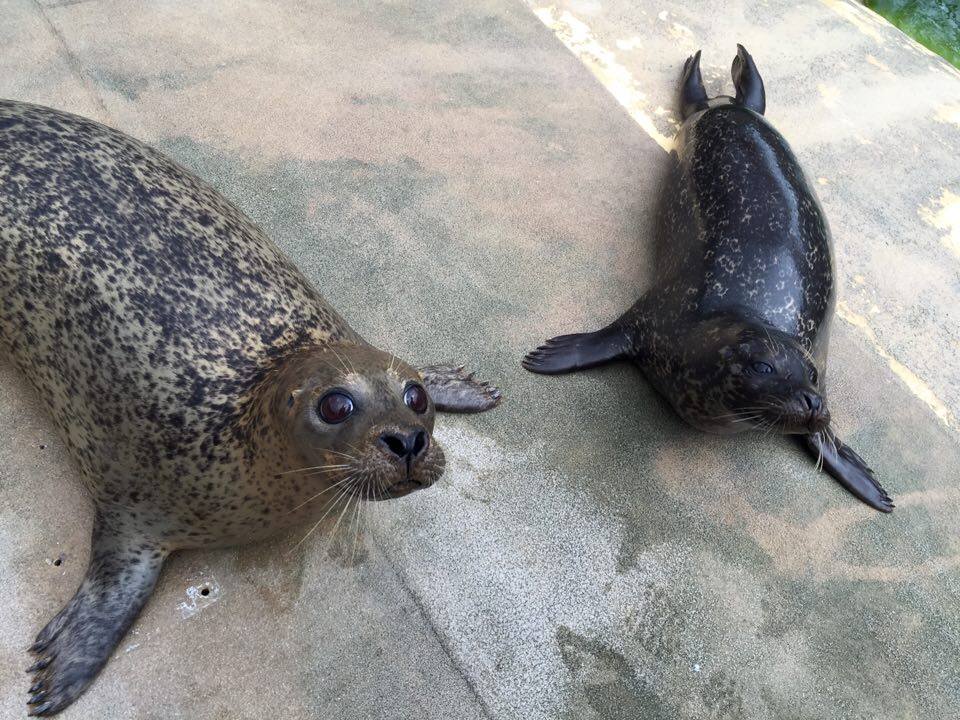 Fun Facts About Seals Deepseaworld