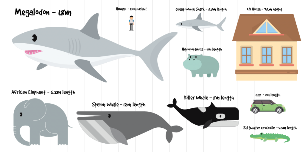 megalodon scale chart