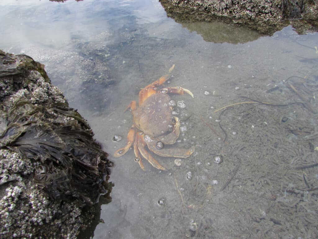 large crab in rock pool