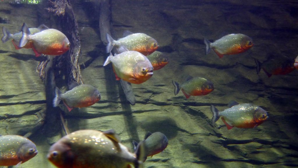 red piranhas