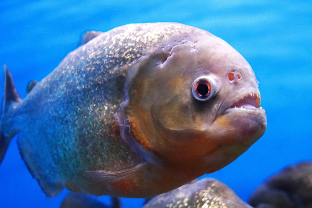 piranha