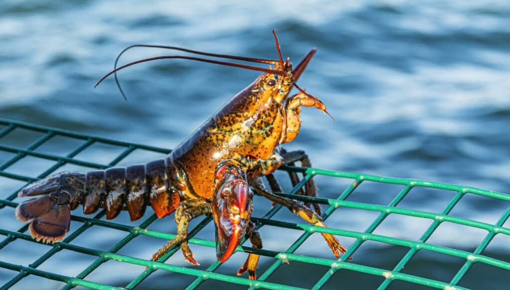 Sustainable Seafood: Lobster off the Menu?