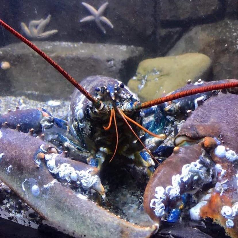 Deep Sea World's Lobster Tank. Lobster is now on the Marine Conservation Society's 'Fish to Avoid'. This is in their Good Fish Guide which helps with sourcing sustainable seafood.