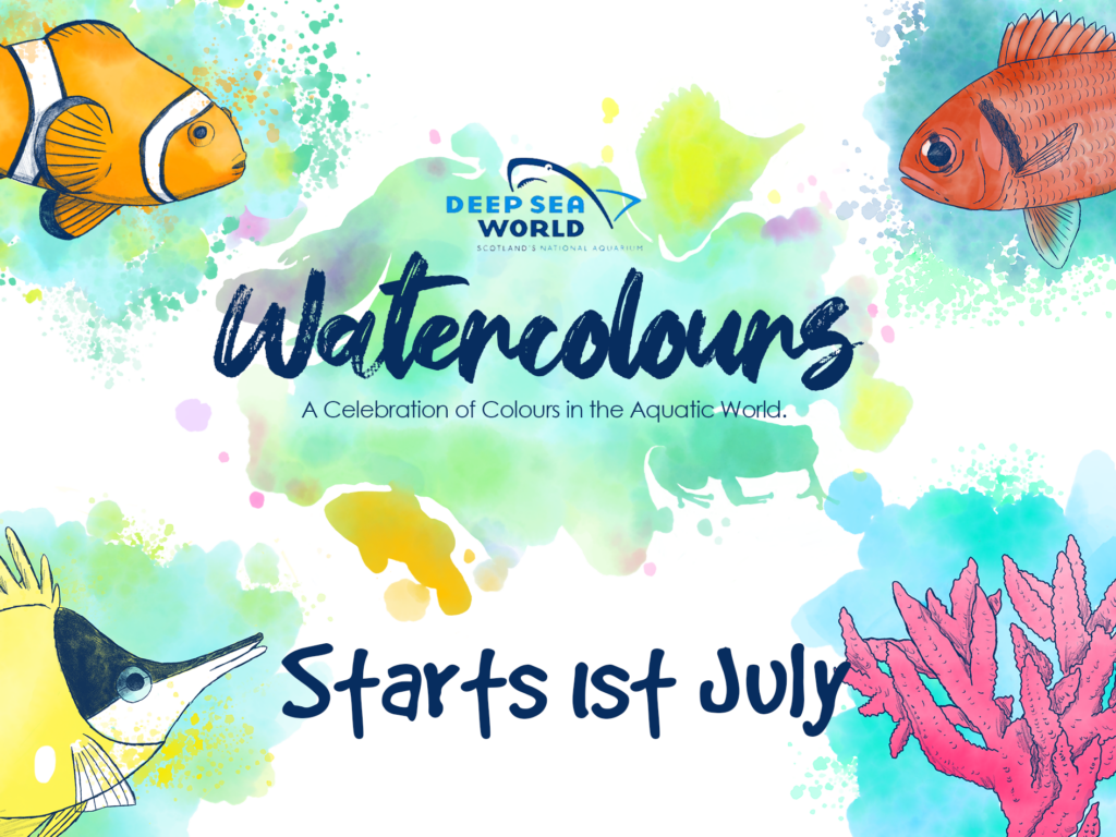 Watercolours: A celebration of colours in the aquatic world. Starts 1st July.