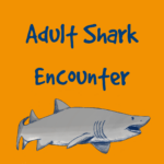 Adult Shark Dive