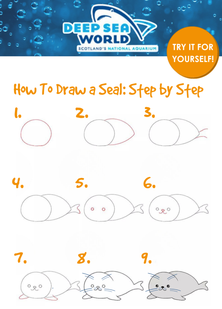 How to draw a seal 1 1