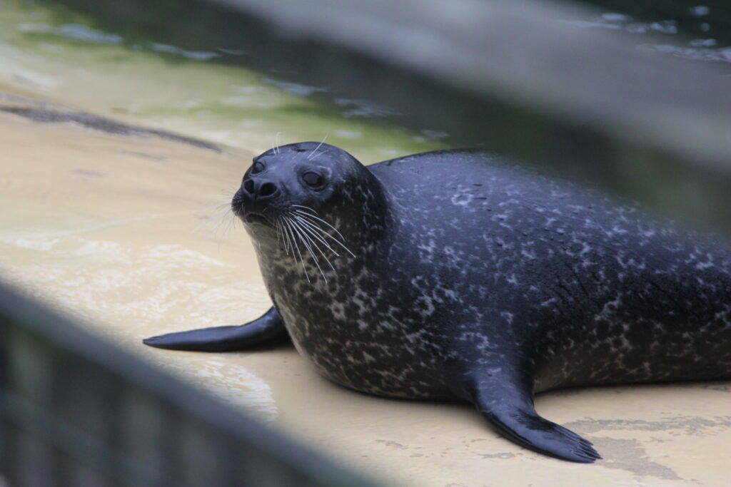 seal in an aquarium