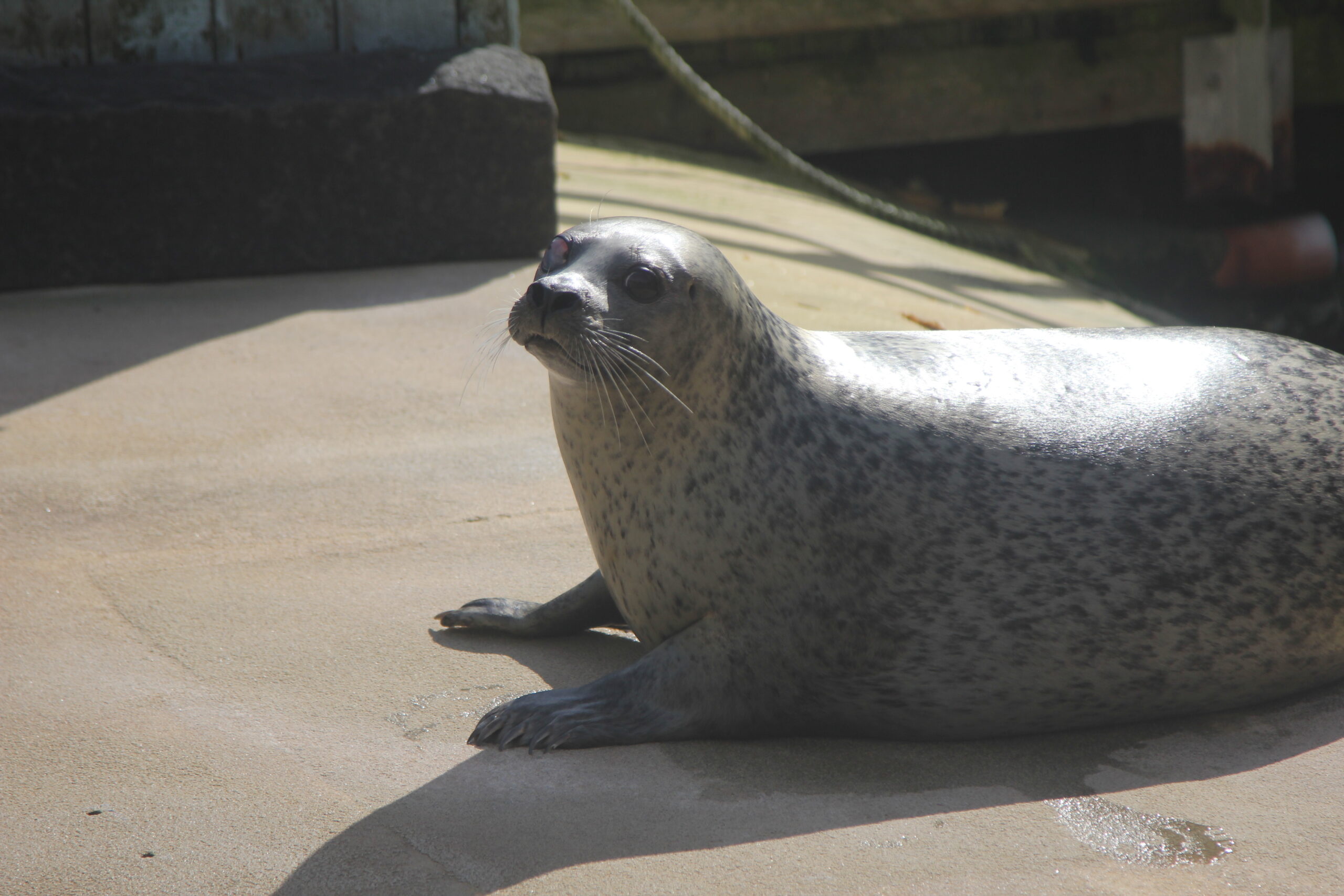 How to Draw a Seal Deep Sea World