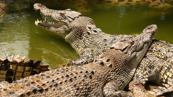 crocodiles