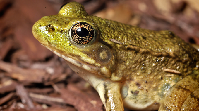 green frog