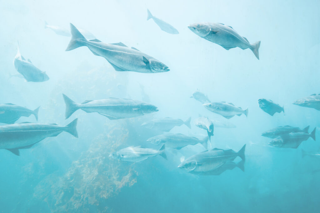 Sea fish background underwater natural view relaxing scenery group cod fish Atlantic ocean marine life ecology concept