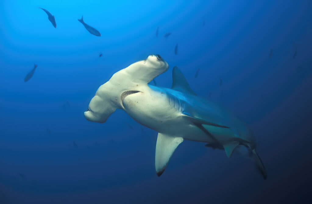 Close portrait of a scalloped shark (sphyrna lewini)