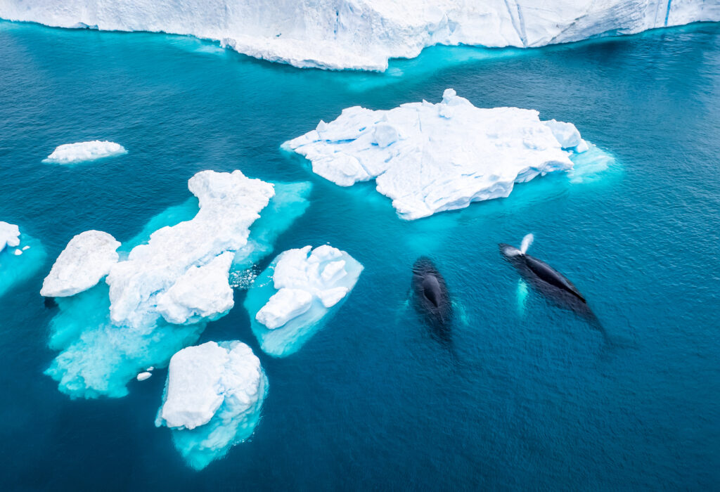 Aerial view of two Humpback whales (Megaptera novaeangliae) spouting and eating in front of an Iceberg at Ilulissat Icefjord, Affected by climate change and global warming, Greenland