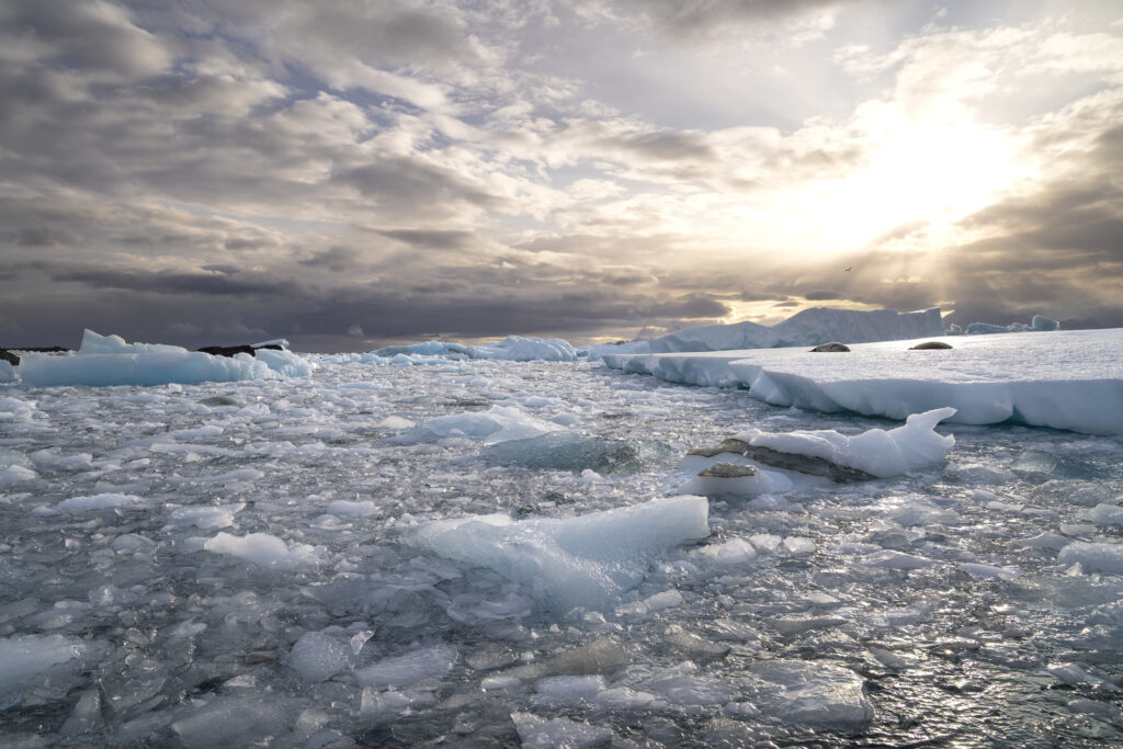 Crabeater seals (Lobodon carcinophagus) rest on sea ice and icebergs between foraging trips in the cold waters of the southern ocean. The icebergs are disintegrating as they melt and have created a thick band of brash ice which is backlit by the setting sun