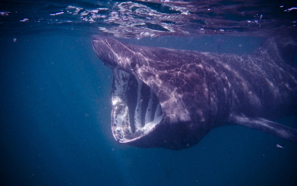 Basking Shark off the West Coast of Scotland.