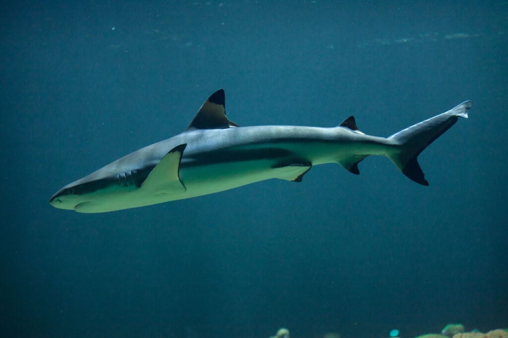 Blacktip reef shark (Carcharhinus melanopterus).