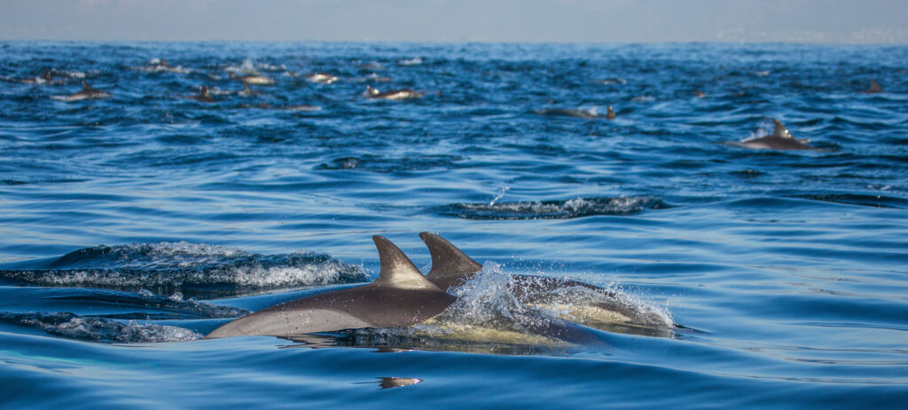 Dolphins jump out at high speed out of the water. South Africa. An excellent illustration.