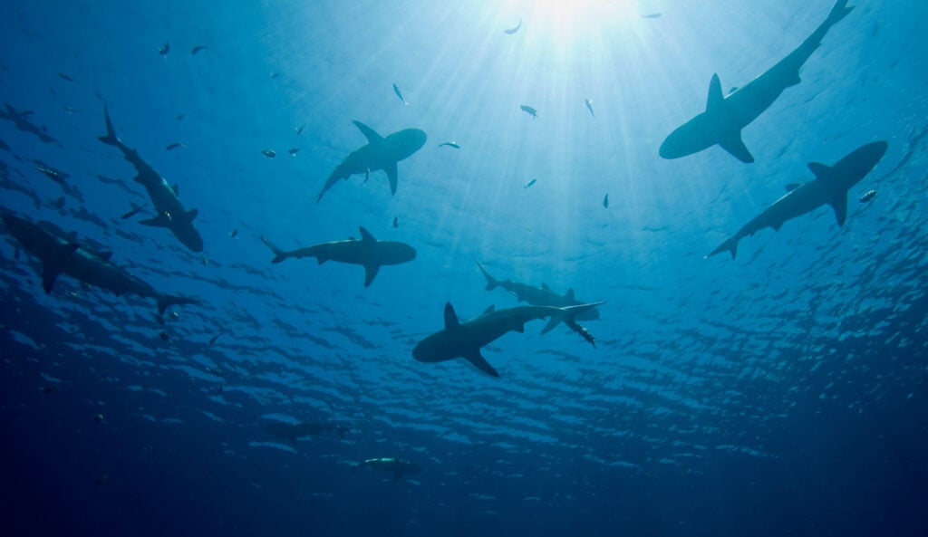 a school of ten sharks swimming in shallow water, silhouetted against sunbeams shining through the water.