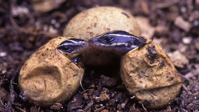 reptile eggs