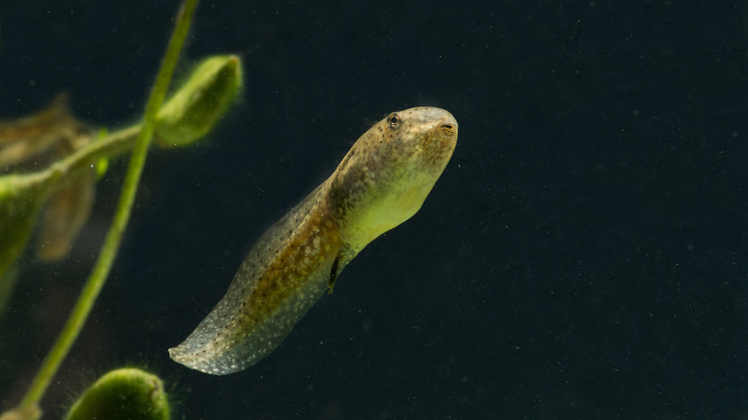 tadpole