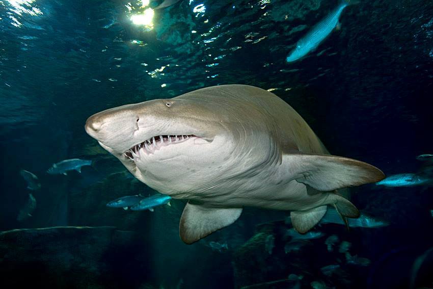 Sand Tiger Shark up close. Dark water background with reflection of lights.