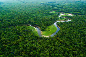 Amazon river view from above