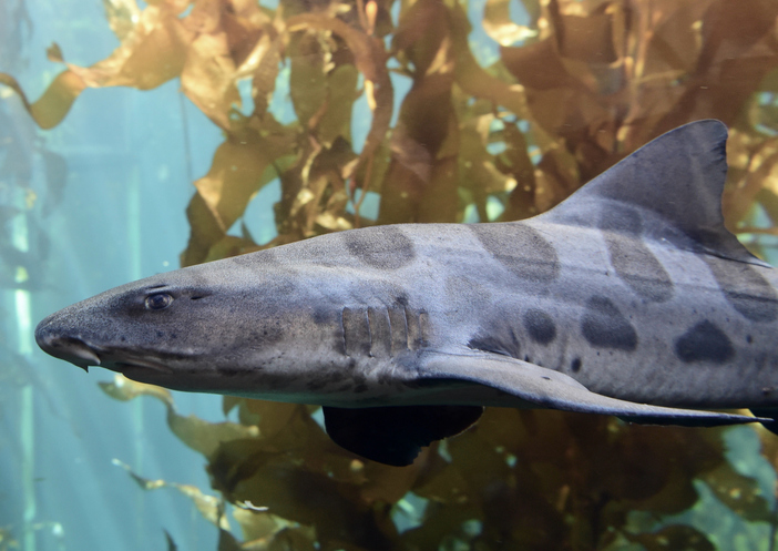 Swimming Leopard Shark