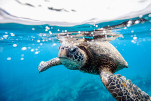 Green Turtle, Chelonia mydas, at a cleaning station in Maui, Hawaii, USA. The green turtle is a large, weighty sea turtle with a wide, smooth carapace, or shell. It inhabits tropical and subtropical coastal waters around the world and has been observed clambering onto land to sunbathe.