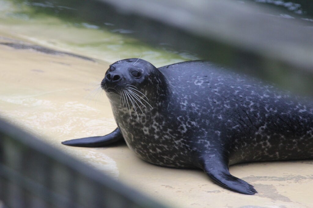 Are Seals Friendly?