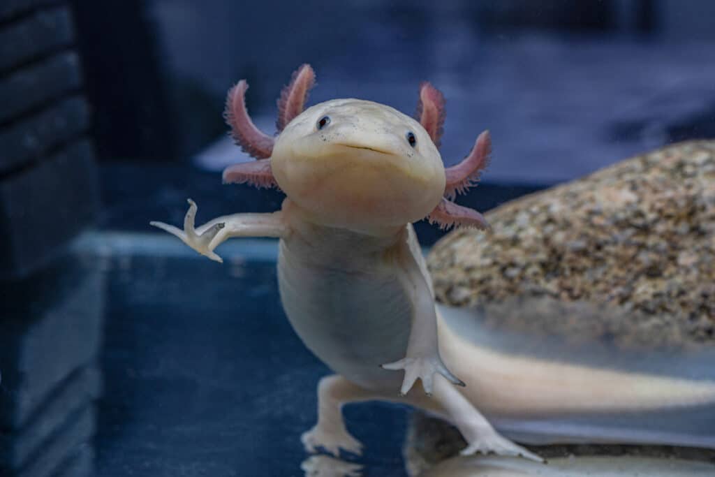 23 Axolotl Facts For Kids