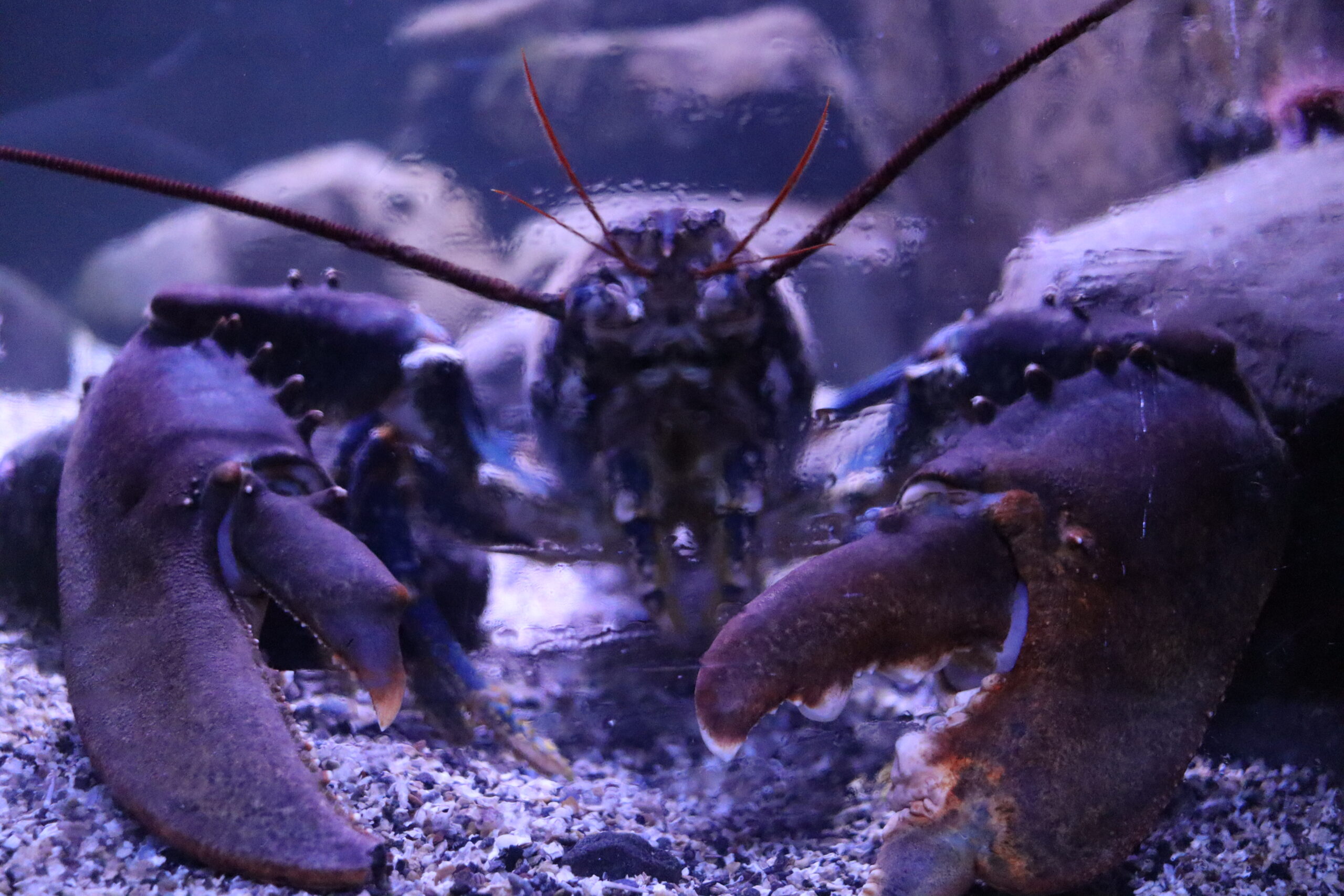 Lobsters vs Crabs What’s the Difference? Deep Sea World