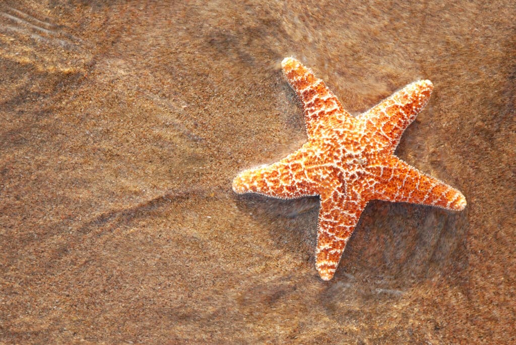 The Differences Between a Starfish and a Brittle Star