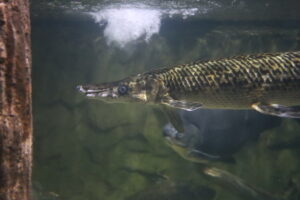 alligator gar Gary