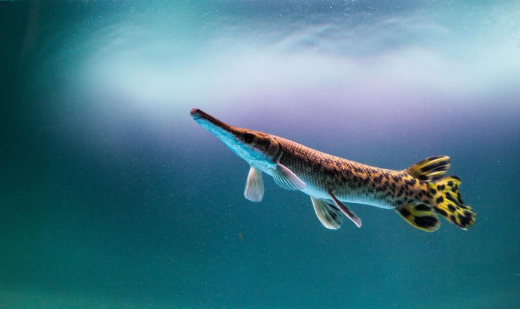 6 Fun Facts about the Alligator Gar