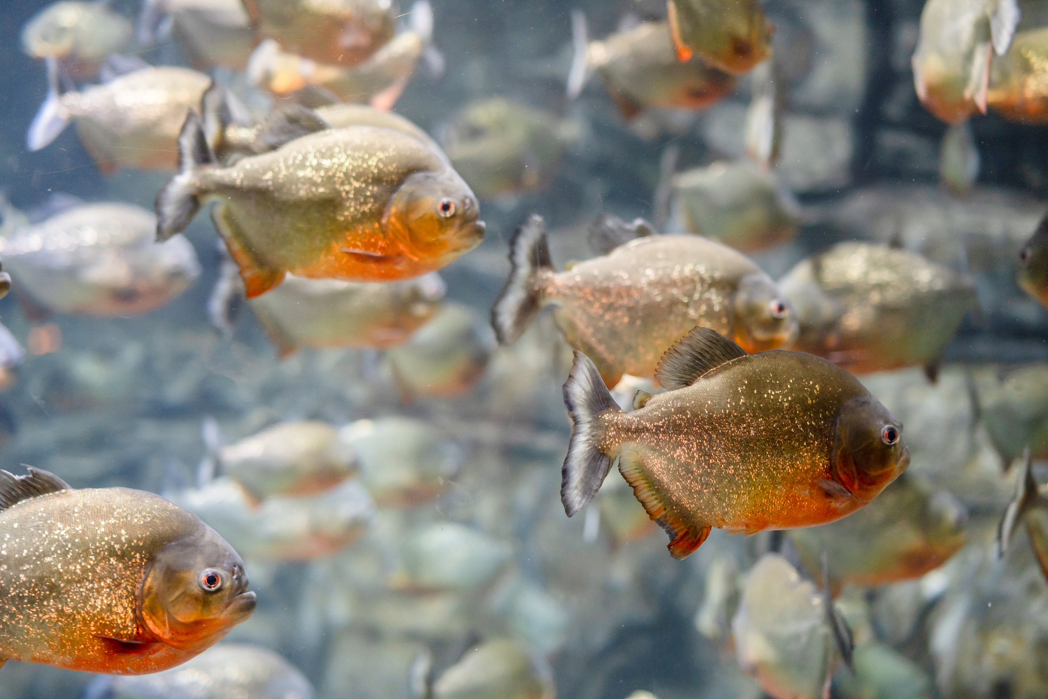 How do Animals Breathe Underwater? Deep Sea World