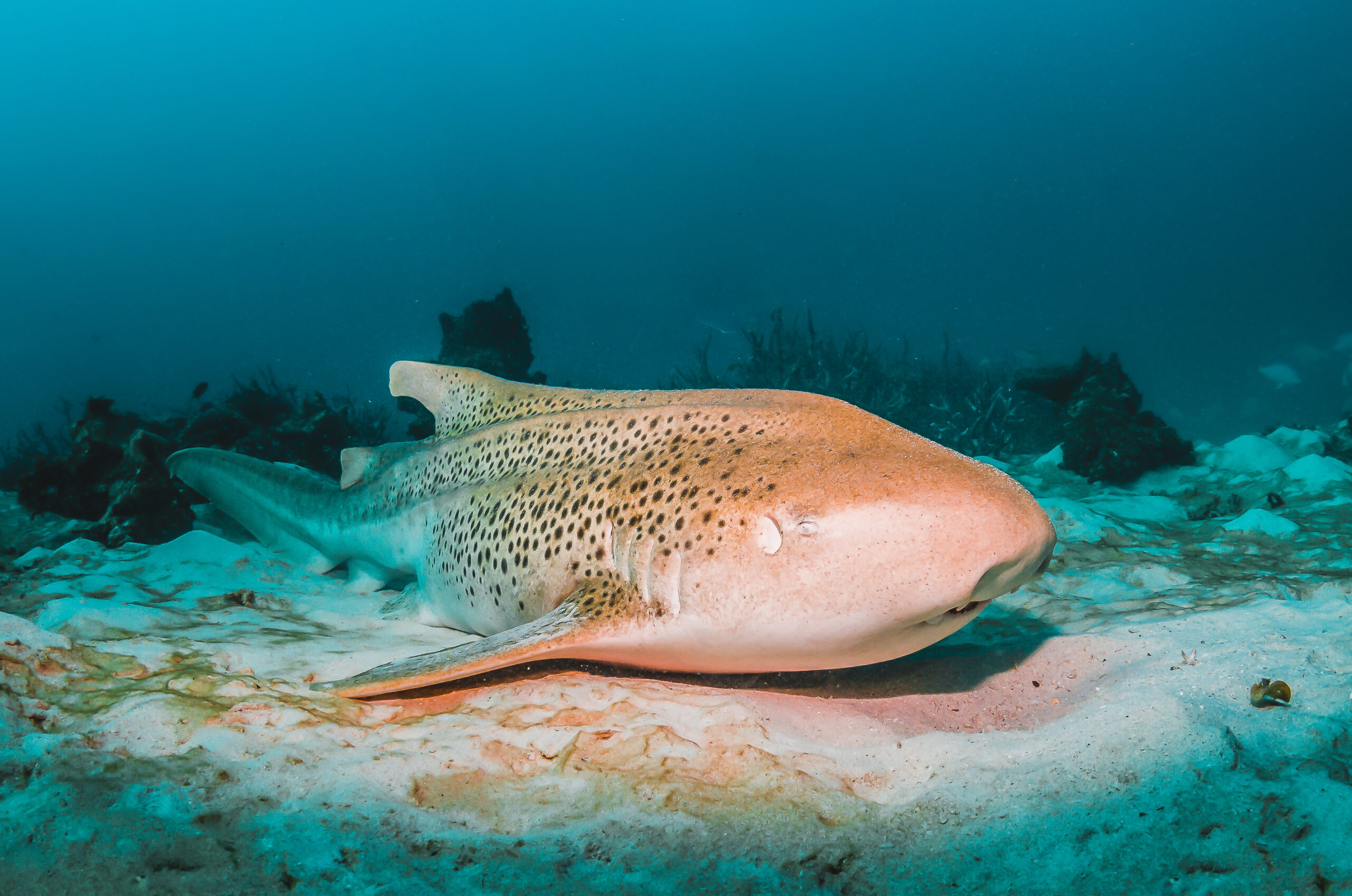 Do all animals sleep deep sea world