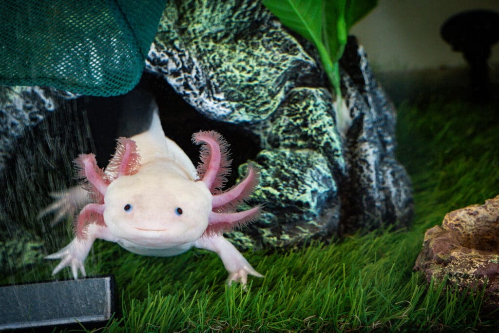 How to Draw an Axolotl: 6 Easy Steps!